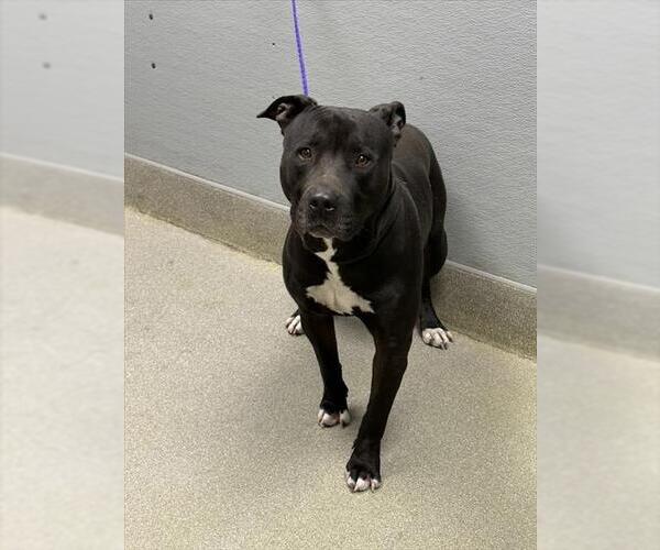 Medium Photo #1 Mutt Puppy For Sale in Las Vegas, NV, USA