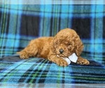 Small #1 Cavapoo (Miniature)