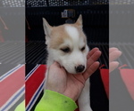 Small Photo #3 Siberian Husky Puppy For Sale in LONG EDDY, NY, USA