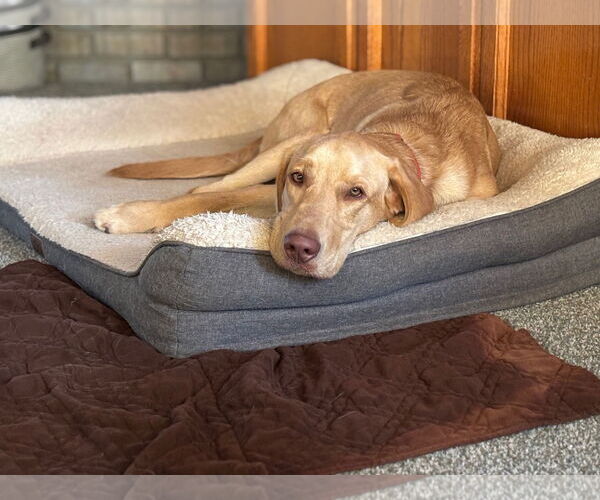 Medium Photo #4 Labrador Retriever Puppy For Sale in Clovis, CA, USA