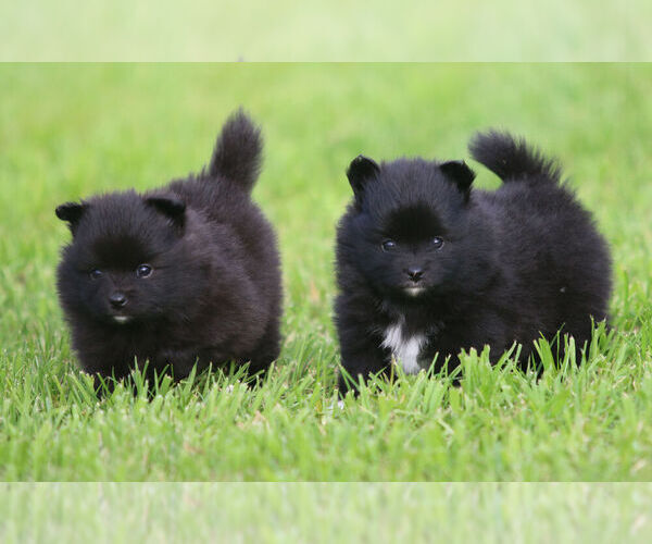 Medium Photo #2 Pomeranian Puppy For Sale in SILETZ, OR, USA