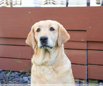 Small Photo #1 Labrador Retriever Puppy For Sale in SYRACUSE, IN, USA