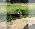 Small Border Collie Mix