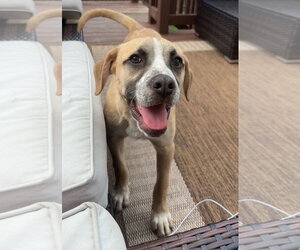 American Boston Bull Terrier Dogs for adoption in Gilberts, IL, USA