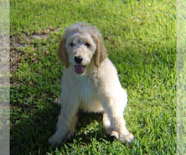 Medium Photo #4 Goldendoodle Puppy For Sale in BRANDON, FL, USA