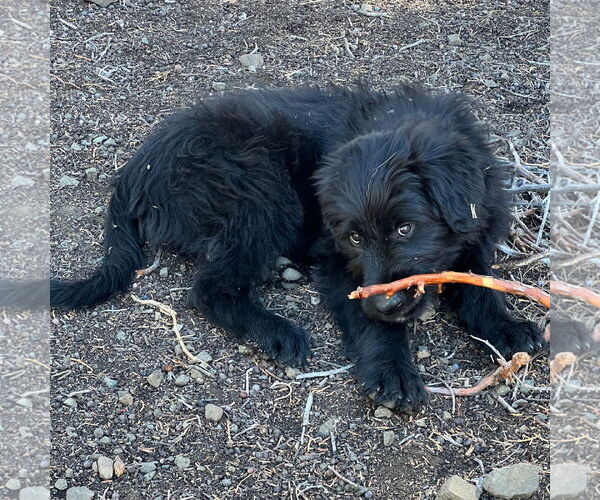 Medium Photo #1 Bouvier Des Flandres-Great Pyrenees Mix Puppy For Sale in Lafayette, CA, USA