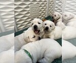 Small Photo #27 Labrador Retriever Puppy For Sale in GLENDALE, CA, USA