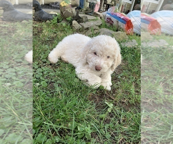 Medium Photo #1 Goldendoodle Puppy For Sale in CROCKETT, VA, USA