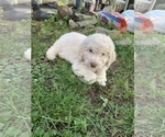 Small Photo #1 Goldendoodle Puppy For Sale in CROCKETT, VA, USA