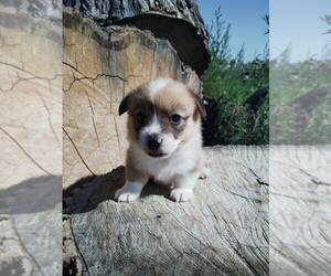 Pembroke Welsh Corgi Puppy for sale in KEENESBURG, CO, USA