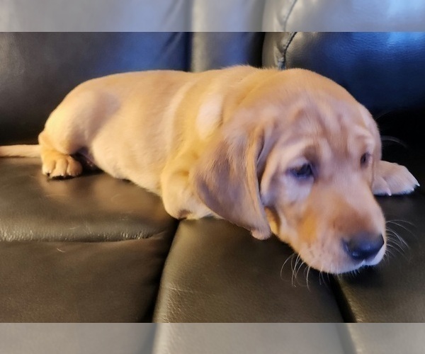 Medium Photo #66 Labrador Retriever Puppy For Sale in BUFFALO, NY, USA