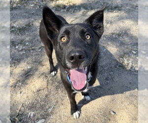 German Shepherd Dog-Unknown Mix Dogs for adoption in Martinez, CA, USA