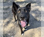 Small German Shepherd Dog Mix