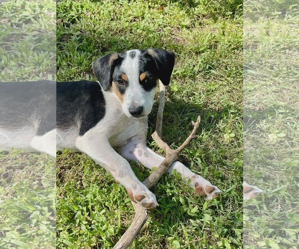 Medium Photo #1 Beagle-Unknown Mix Puppy For Sale in Scottsboro, AL, USA