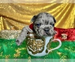 Small Photo #41 French Bulldog Puppy For Sale in HAYWARD, CA, USA