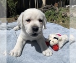 Small Photo #3 Labrador Retriever Puppy For Sale in LIVE OAK, CA, USA