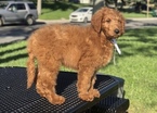 Small Photo #6 Goldendoodle Puppy For Sale in LAKELAND, FL, USA