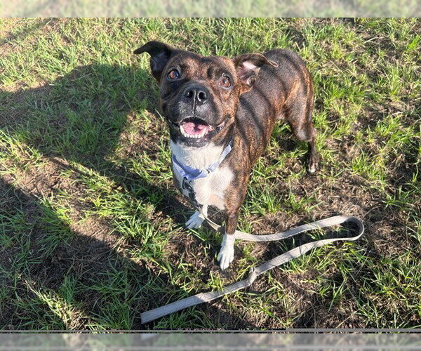 Medium Photo #2 American Pit Bull Terrier-Unknown Mix Puppy For Sale in Ocala, FL, USA
