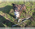 Small #1 American Pit Bull Terrier Mix