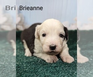 Sheepadoodle Puppy for Sale in SEAMAN, Ohio USA