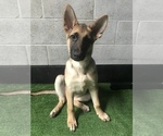 Small Photo #12 German Shepherd Dog Puppy For Sale in DOUGLASVILLE, GA, USA