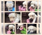 Small Photo #2 Alusky-Golden Labrador Mix Puppy For Sale in CALDWELL, ID, USA