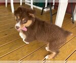 Small Photo #3 Australian Shepherd-Unknown Mix Puppy For Sale in JEROMESVILLE, OH, USA