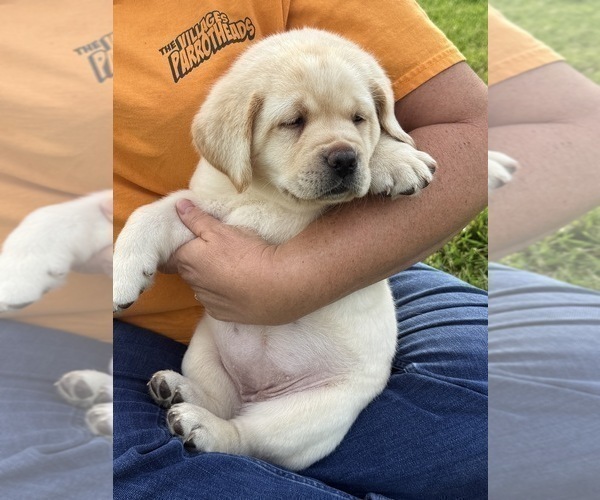 Medium Photo #10 Labrador Retriever Puppy For Sale in BLANCHESTER, OH, USA