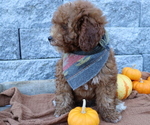 Small Photo #6 Poodle (Miniature) Puppy For Sale in HONEY BROOK, PA, USA