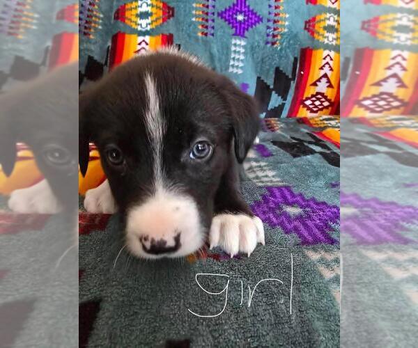Medium Photo #1 Bernese Mountain Dog-Labrador Retriever Mix Puppy For Sale in Calgary, Alberta, Canada