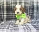 Small #6 Cavapoo