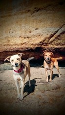 Australian Shepherd-Pug Mix Dogs for adoption in ESCONDIDO, CA, USA