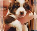 Small Photo #1 Australian Shepherd Puppy For Sale in GUADALUPITA, NM, USA