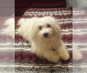 Medium Coton de Tulear