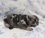 Small #3 French Bulldog