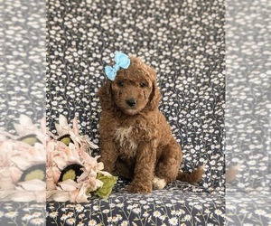 Goldendoodle (Miniature) Puppy for sale in QUARRYVILLE, PA, USA