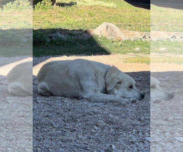 Medium Photo #3 - Mix Puppy For Sale in Bountiful, UT, USA