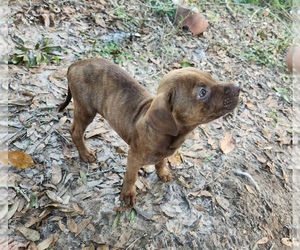 Afghan Hound-American Pit Bull Terrier Mix Puppy for sale in REDDICK, FL, USA