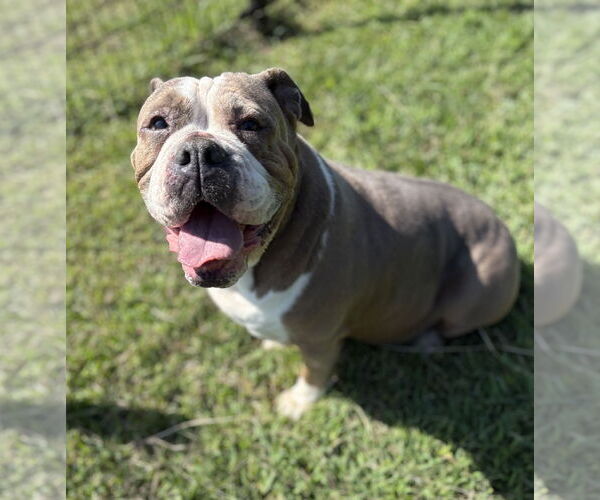 Medium Photo #2 Bulldog-Unknown Mix Puppy For Sale in Virginia Beach, VA, USA