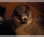 Small Photo #15 Australian Shepherd-Pembroke Welsh Corgi Mix Puppy For Sale in GALLEGOS, NM, USA