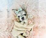 Small #8 French Bulldog