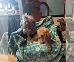 Small Photo #1 Poodle (Toy) Puppy For Sale in MURFREESBORO, TN, USA
