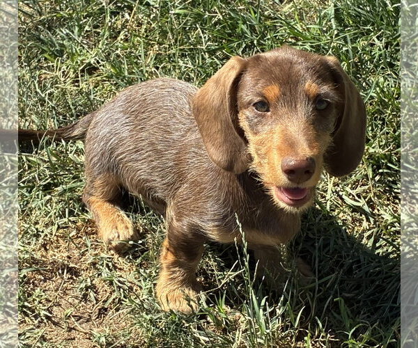 Medium Photo #2 Dachshund Puppy For Sale in Hesperia, CA, USA