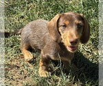Small #1 Dachshund