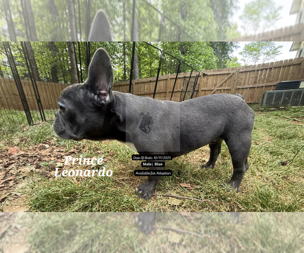 Medium Photo #25 French Bulldog Puppy For Sale in FAYETTEVILLE, GA, USA