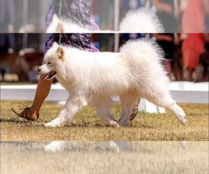 Father of the Samoyed puppies born on 11/05/2023