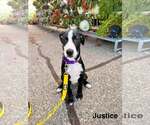 Small #2 Labrador Retriever Mix