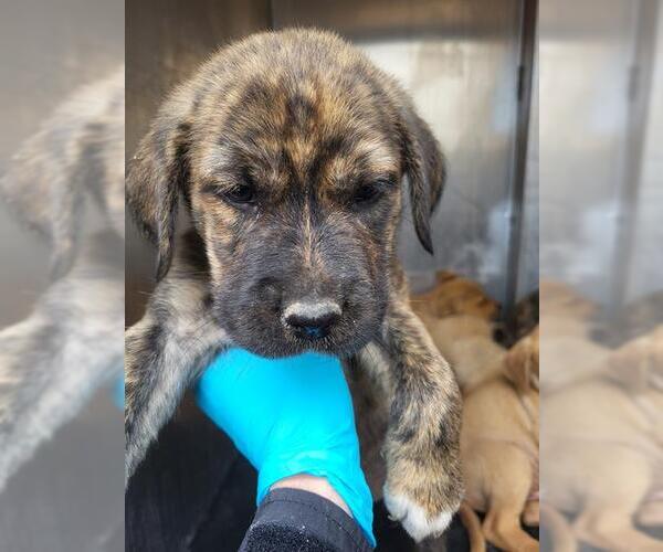 Medium Photo #1 Mutt Puppy For Sale in San Antonio, TX, USA