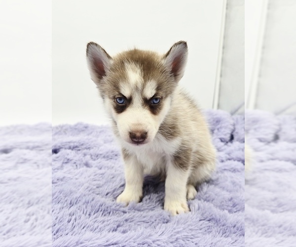 Medium Photo #1 Siberian Husky Puppy For Sale in SANDY HOOK, KY, USA
