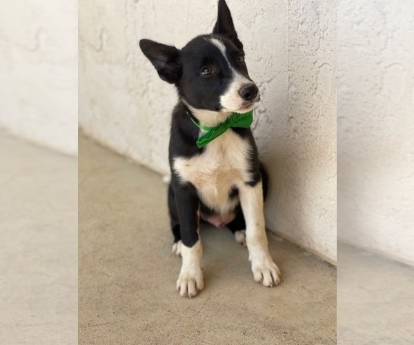Medium Photo #2 Border Collie Puppy For Sale in LANCASTER, PA, USA